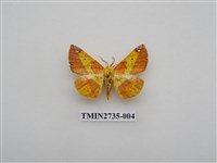 藏品(尺蛾291)的圖片